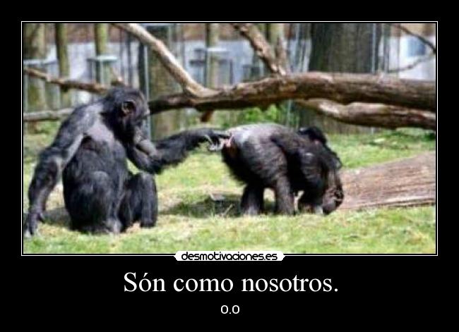 Són como nosotros. - 