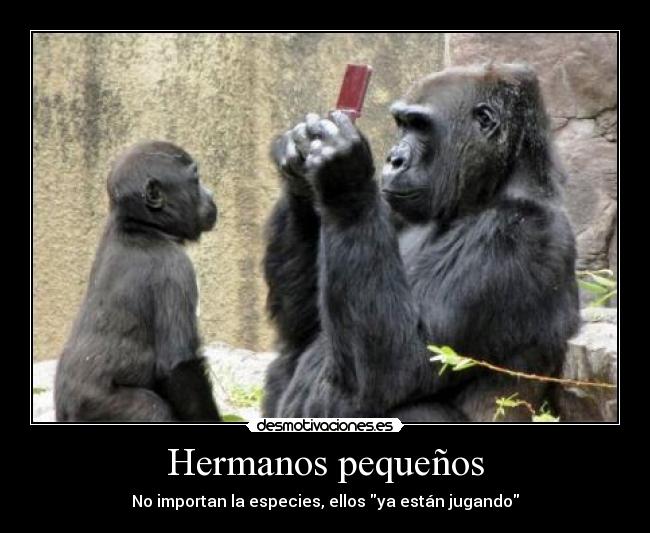 Hermanos pequeños - No importan la especies, ellos ya están jugando