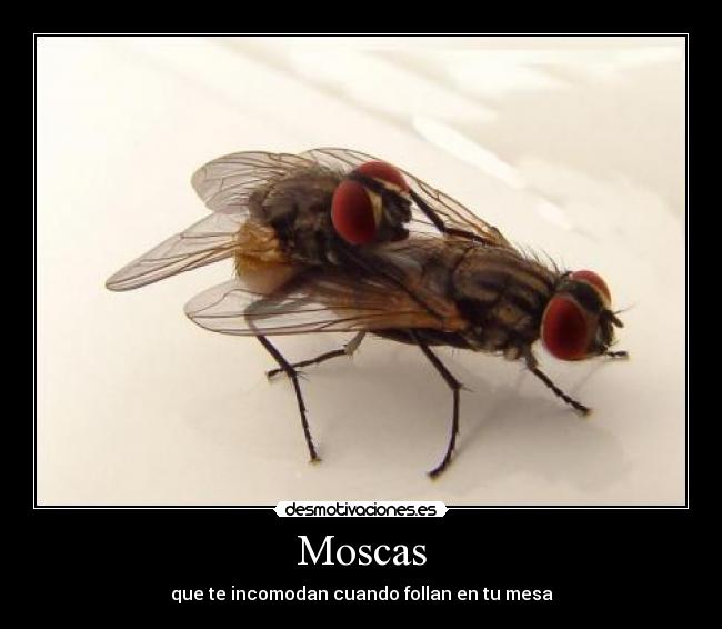 Moscas -