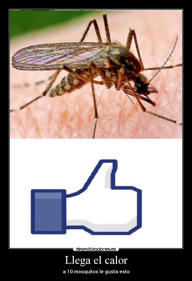 Llega el calor - a 10 mosquitos le gusta esto