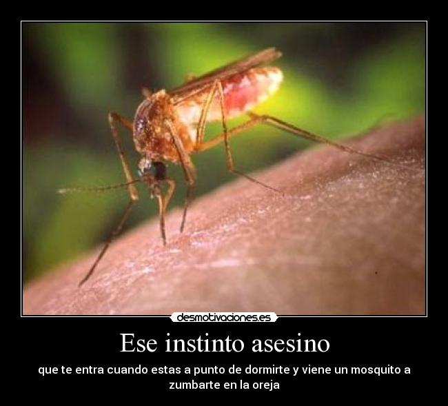 Ese instinto asesino - que te entra cuando estas a punto de dormirte y viene un mosquito a
zumbarte en la oreja