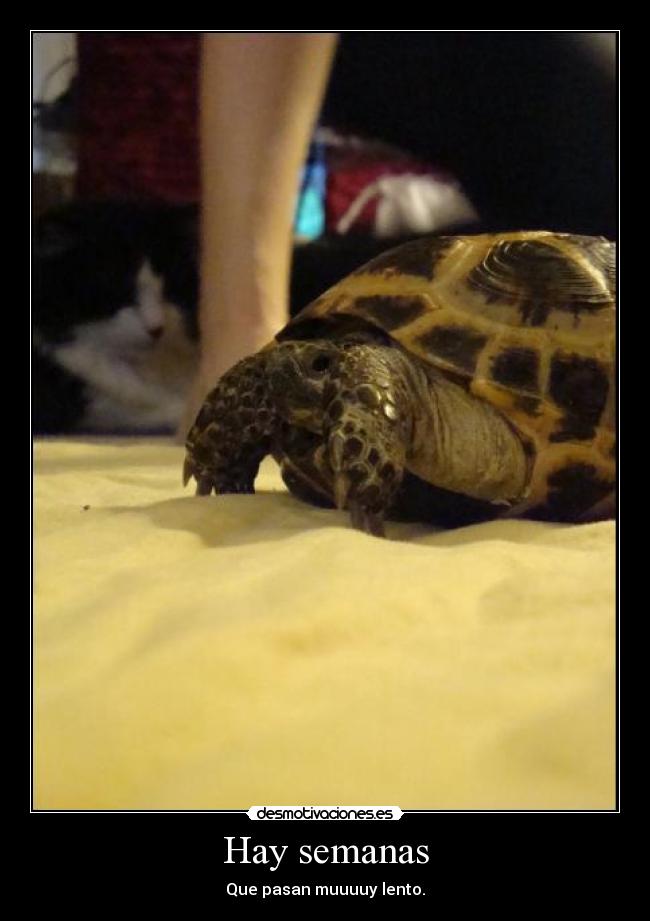 Hay semanas - Que pasan muuuuy lento.