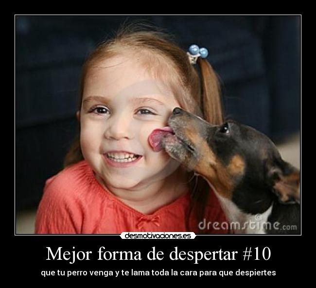 Mejor forma de despertar #10 - que tu perro venga y te lama toda la cara para que despiertes