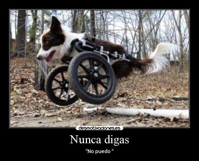 carteles gato intruders nunca hay que rendirce desmotivaciones