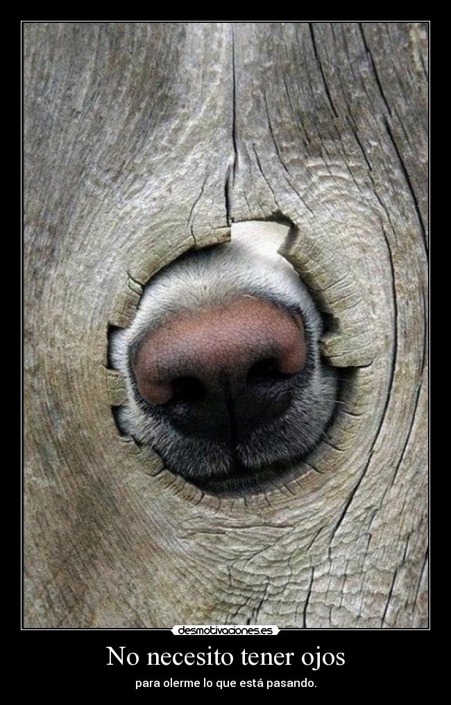 No necesito tener ojos - para olerme lo que está pasando.