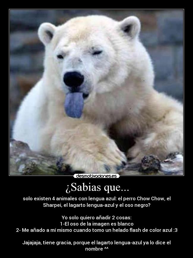 ¿Sabias que... - solo existen 4 animales con lengua azul: el perro Chow Chow, el
Sharpei, el lagarto lengua-azul y el oso negro?
Yo solo quiero añadir 2 cosas:
1-El oso de la imagen es blanco
2- Me añado a mí mismo cuando tomo un helado flash de color azul :3
Jajajaja, tiene gracia, porque el lagarto lengua-azul ya lo dice el
nombre ^^