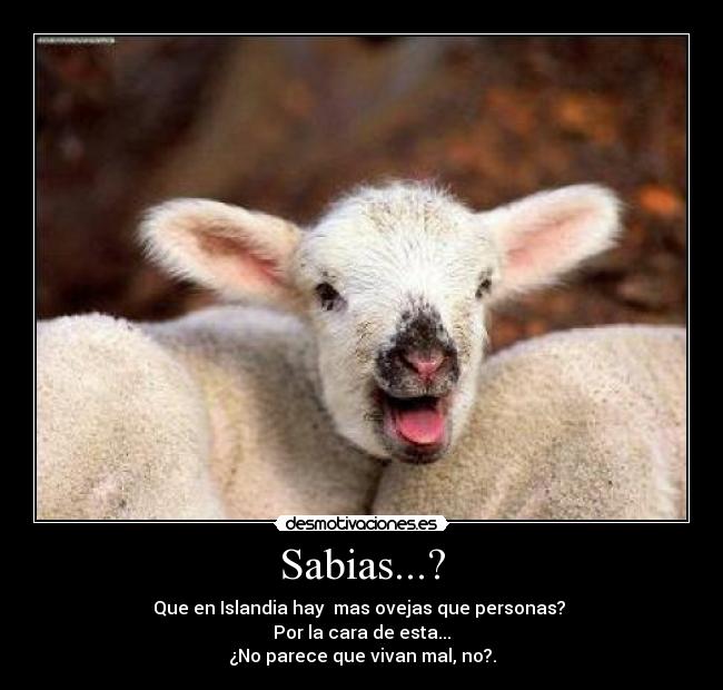 Sabias...? - Que en Islandia hay mas ovejas que personas?
Por la cara de esta...
¿No parece que vivan mal, no?.