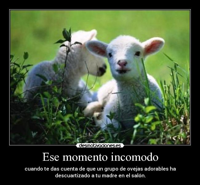 Ese momento incomodo - cuando te das cuenta de que un grupo de ovejas adorables ha
descuartizado a tu madre en el salón.