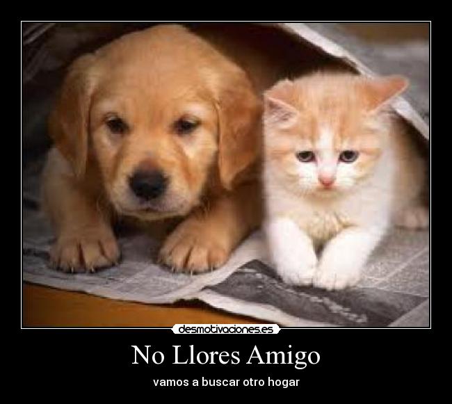 No Llores Amigo - vamos a buscar otro hogar