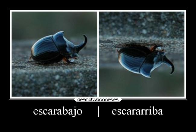 escarabajo | escararriba -