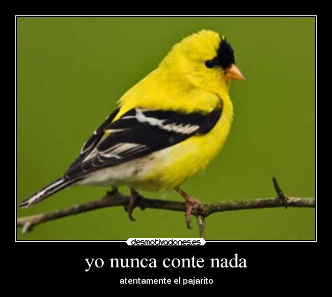 yo nunca conte nada -