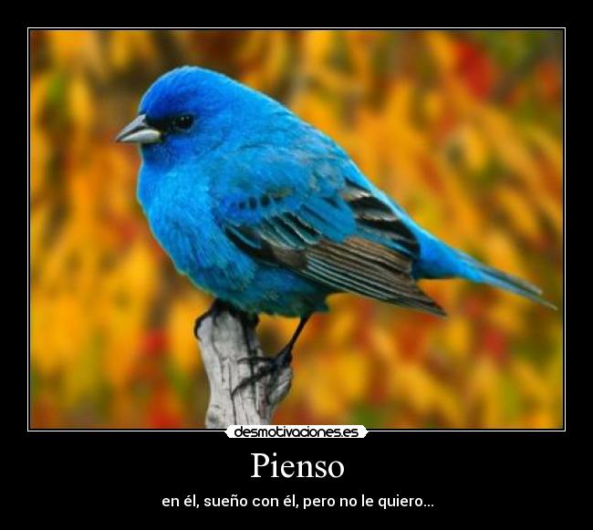 Pienso - 