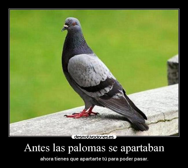 Antes las palomas se apartaban - ahora tienes que apartarte tú para poder pasar.
