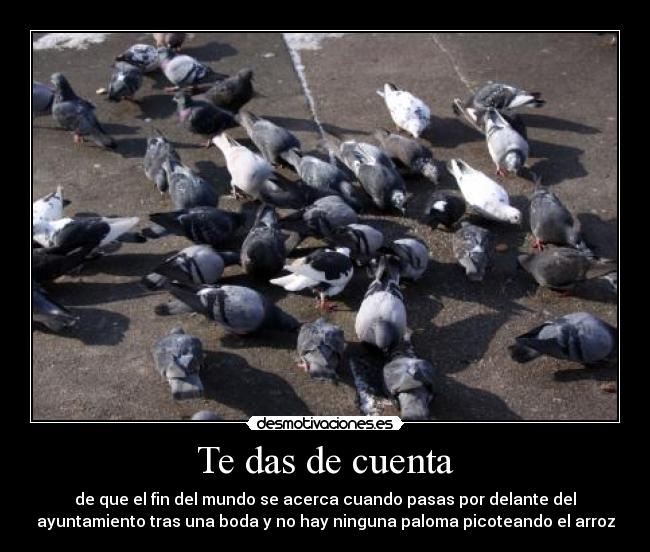 Te das de cuenta - de que el fin del mundo se acerca cuando pasas por delante del
ayuntamiento tras una boda y no hay ninguna paloma picoteando el arroz