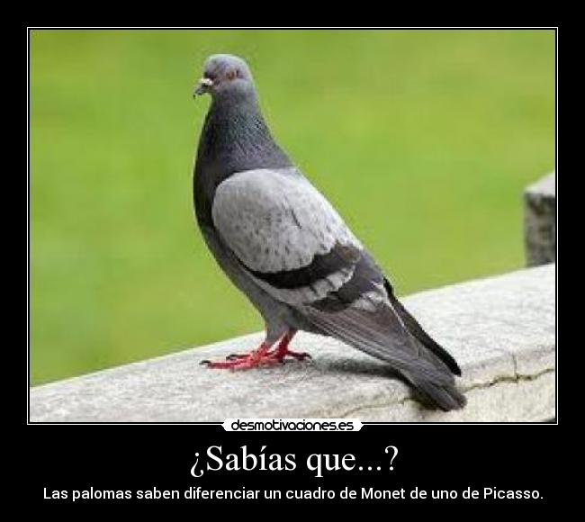 ¿Sabías que...? - Las palomas saben diferenciar un cuadro de Monet de uno de Picasso.
