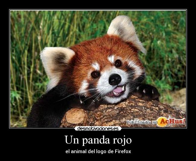 Un panda rojo - el animal del logo de Firefox