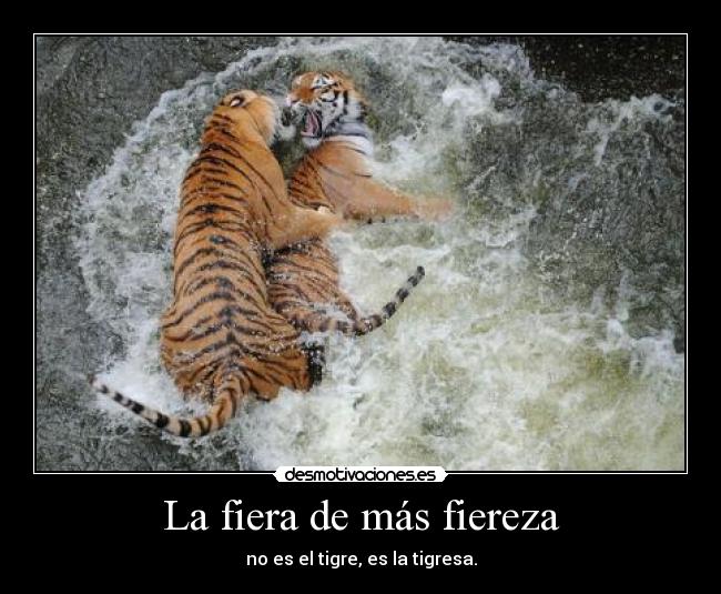 La fiera de más fiereza - no es el tigre, es la tigresa.