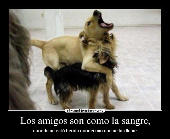 Los amigos son como la sangre, - 