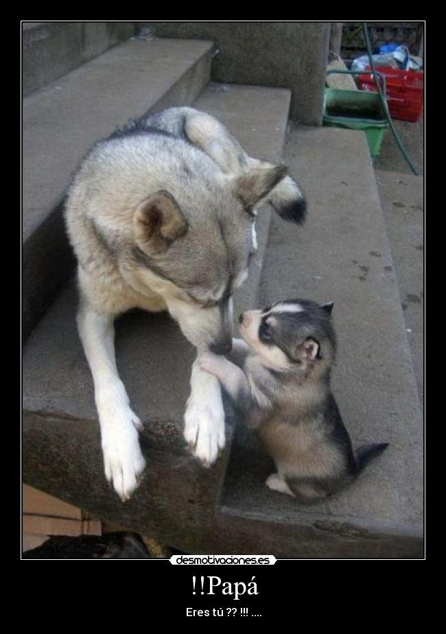 !!Papá - Eres tú ?? !!! ....