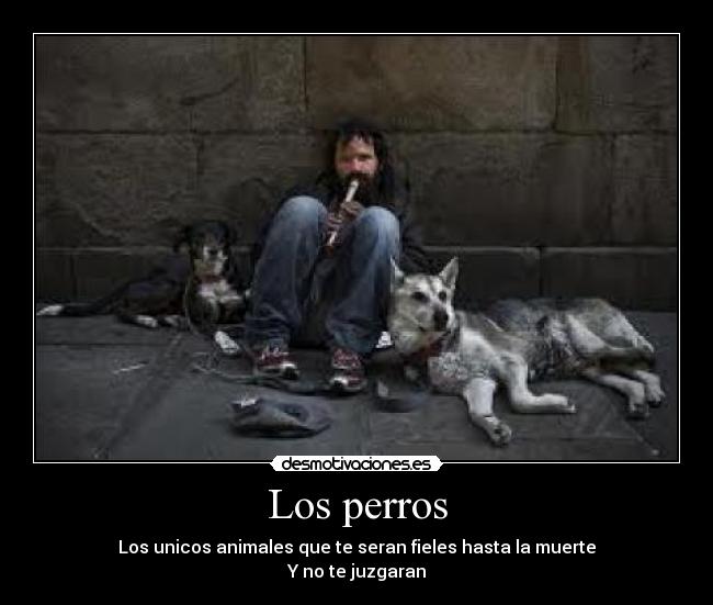 Los perros - 