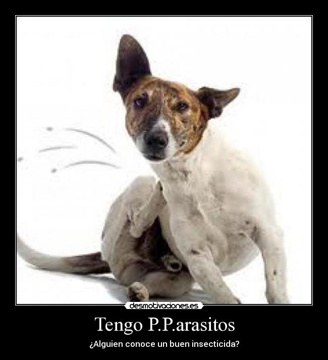 Tengo P.P.arasitos -