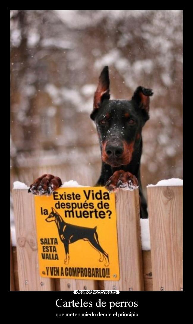 Carteles de perros -