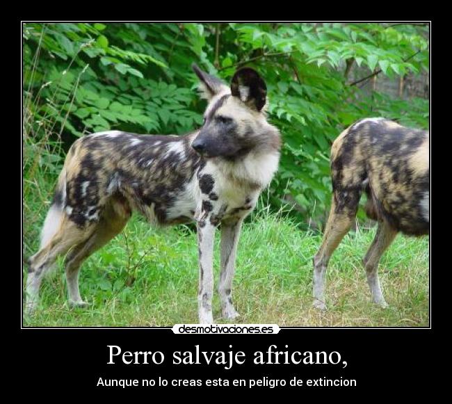 Perro salvaje africano, - Aunque no lo creas esta en peligro de extincion