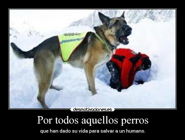Por todos aquellos perros -