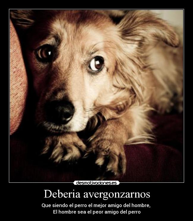 Deberia avergonzarnos - Que siendo el perro el mejor amigo del hombre,
El hombre sea el peor amigo del perro