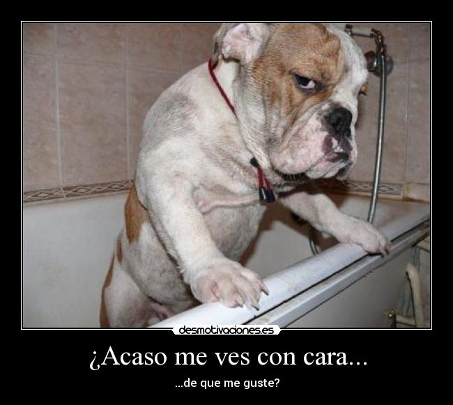¿Acaso me ves con cara... - ...de que me guste?