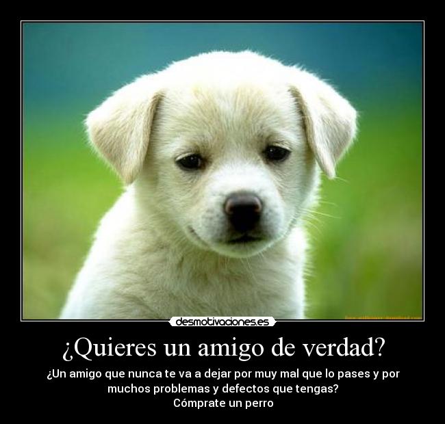 ¿Quieres un amigo de verdad? - 