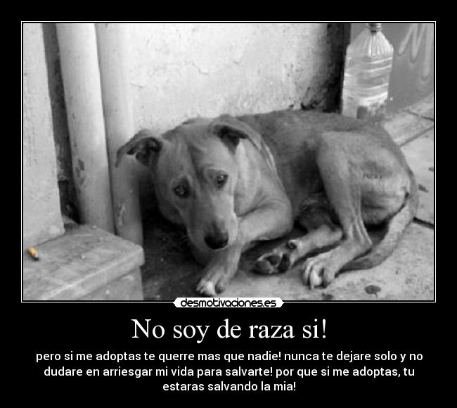 No soy de raza si! - pero si me adoptas te querre mas que nadie! nunca te dejare solo y no
dudare en arriesgar mi vida para salvarte! por que si me adoptas, tu
estaras salvando la mia!