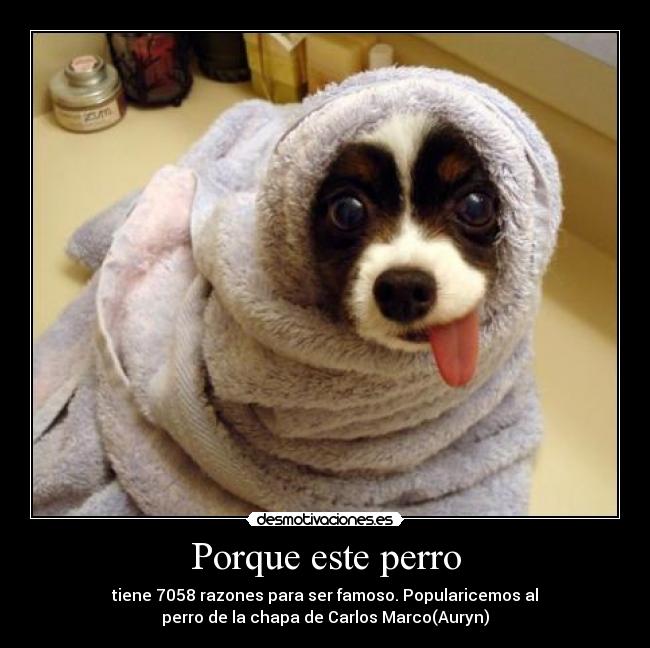 Porque este perro - tiene 7058 razones para ser famoso. Popularicemos al
perro de la chapa de Carlos Marco(Auryn)