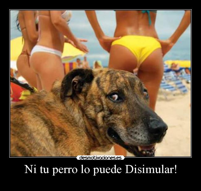 Ni tu perro lo puede Disimular! - 