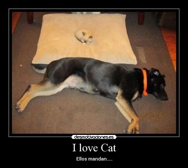 I love Cat - Ellos mandan.....