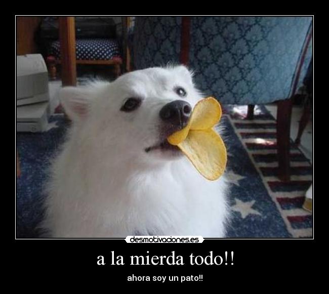 a la mierda todo!! - 