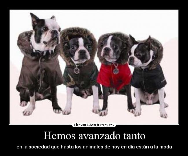 Hemos avanzado tanto - en la sociedad que hasta los animales de hoy en día están a la moda