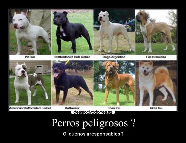 Perros peligrosos ? -