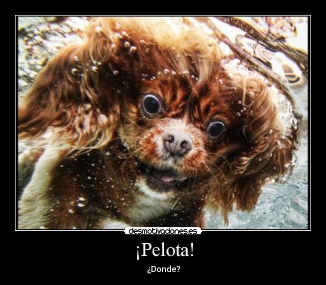 ¡Pelota! - ¿Donde?