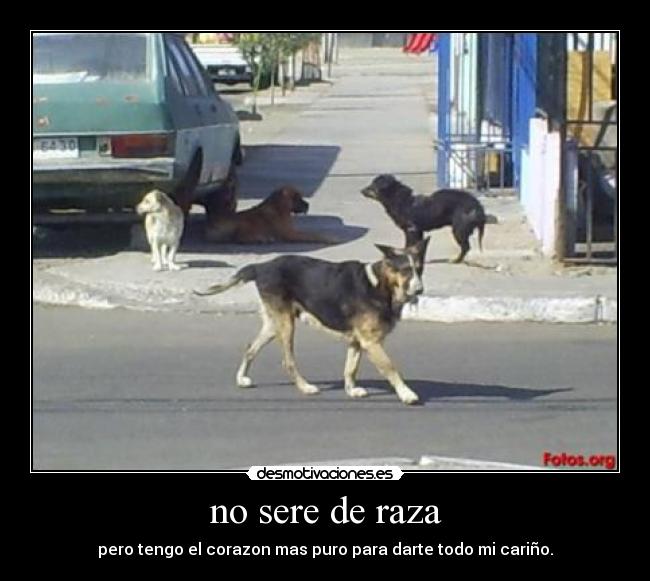 no sere de raza - pero tengo el corazon mas puro para darte todo mi cariño.