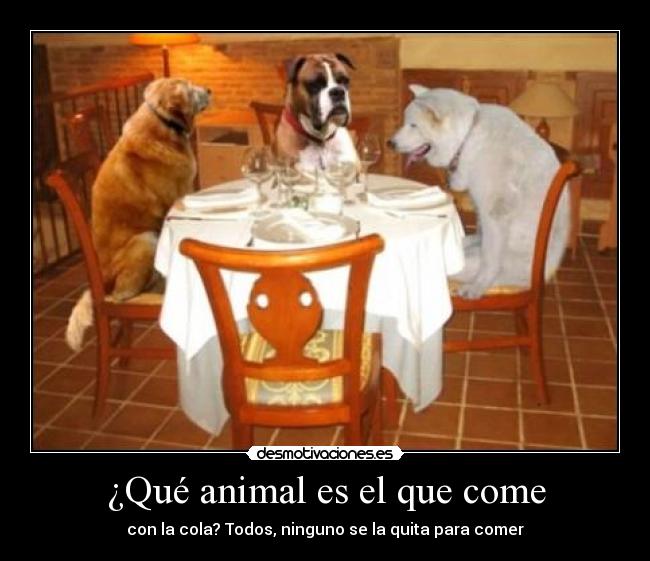 ¿Qué animal es el que come - con la cola? Todos, ninguno se la quita para comer