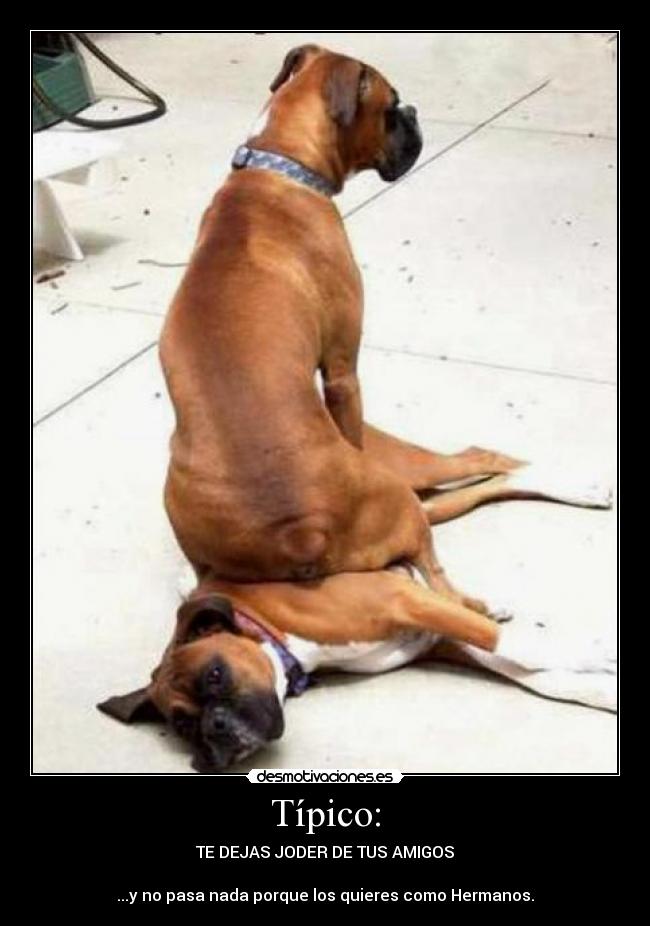 Típico: - TE DEJAS JODER DE TUS AMIGOS

...y no pasa nada porque los quieres como Hermanos.