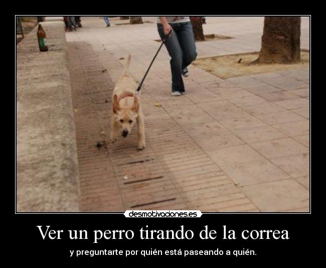 Ver un perro tirando de la correa -