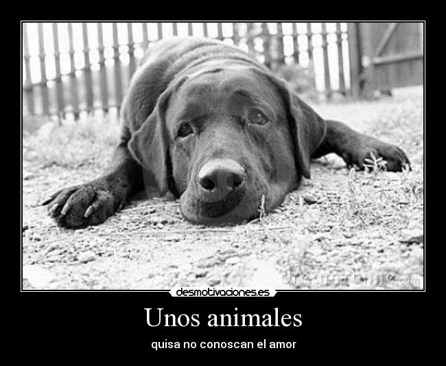 carteles animales perro desmotivaciones