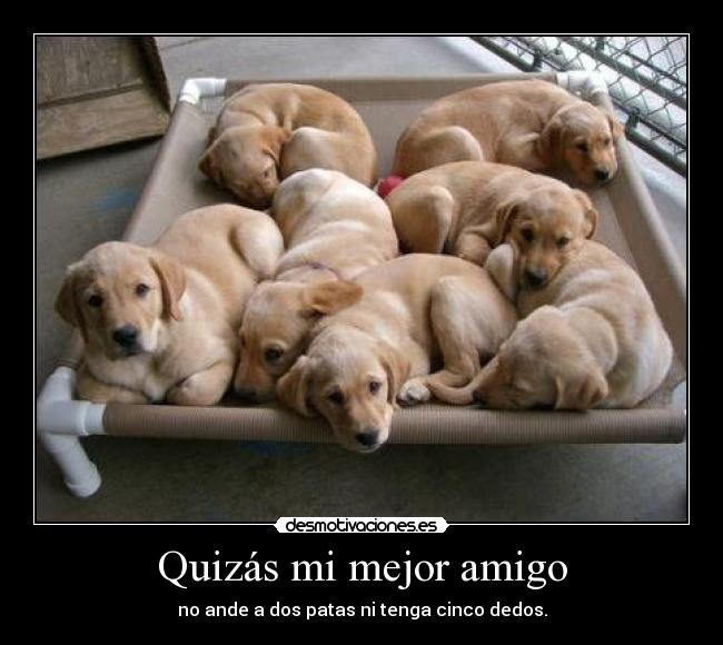 Quizás mi mejor amigo - 