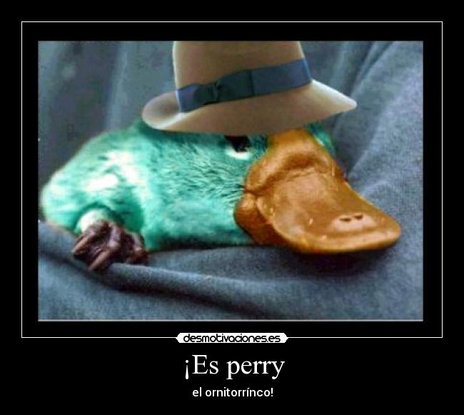 ¡Es perry -