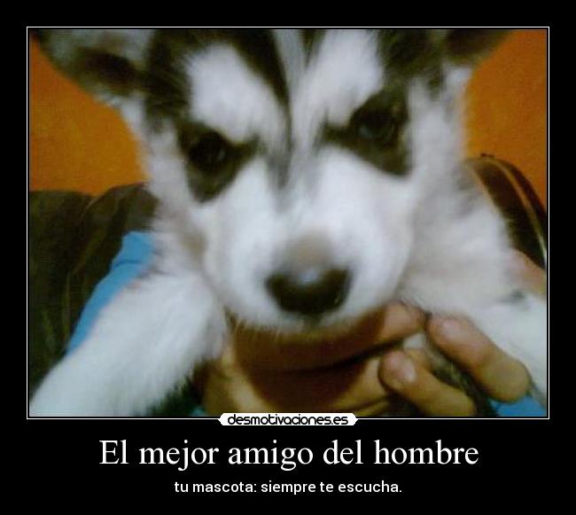 El mejor amigo del hombre - tu mascota: siempre te escucha.