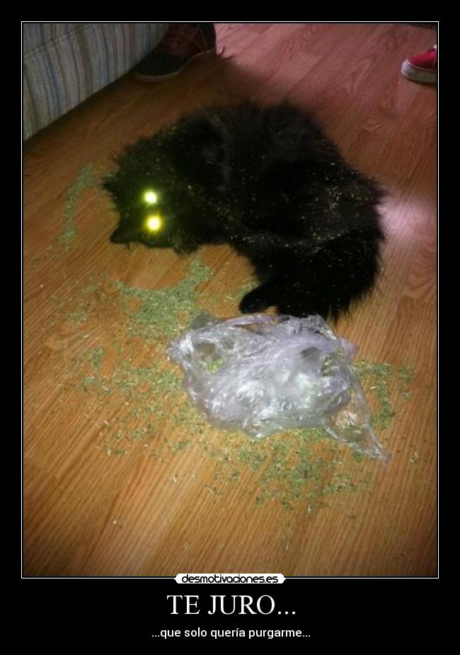 TE JURO... - ...que solo quería purgarme...