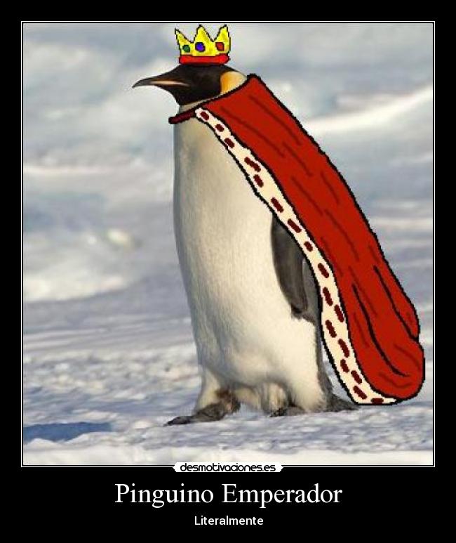 Pinguino Emperador - 