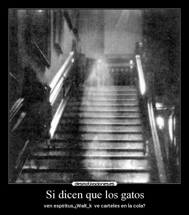 Si dicen que los gatos -
